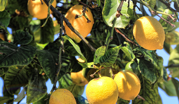 Lanciata la nuova campagna per valorizzare i limoni Made in Sicily